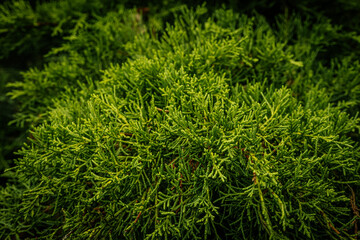 Fototapeta premium A detailed view of bright, lush green pine needles densely packed in a branch, demonstrating the intricate texture of the foliage. The abundant greenery creates a feeling of freshness and nature.