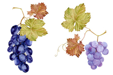 Fototapeta premium Watercolor branches with blue and purple grapes. Botanical illustration of black and pink berries, leaves and branches isolated on white background. Berries for labels of red wine, juice, jam.