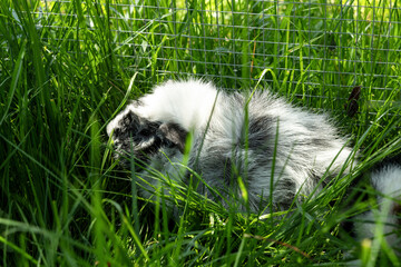Meerschweinchen rosette tier Nager