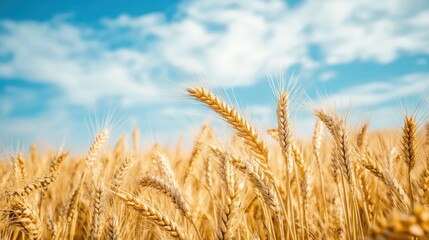 Fototapeta premium Closeup view of golden wheat field under a blue sky with fluffy clouds.
