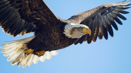 A close-up of a bald eagle in flight, showcasing its majestic wings and sharp gaze. The eagle is flying against a clear blue sky.