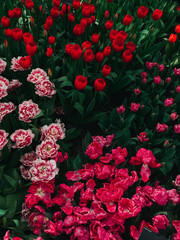 The riot of colors and delightful fragrance combine to create a sensory feast for the senses. These cheerful flowers are the perfect way to brighten up any space and celebrate the beauty of nature. 