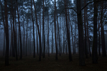 Fototapeta premium A forest with trees in the background and a foggy sky