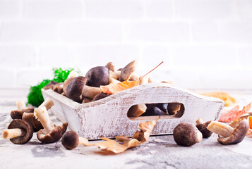 Mushrooms Tricholoma, edible mushroom in the autumn forest.