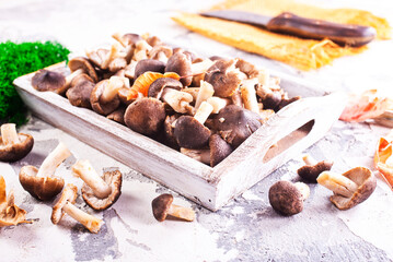 Mushrooms Tricholoma, edible mushroom in the autumn forest.