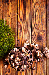 Mushrooms Tricholoma, edible mushroom in the autumn forest.