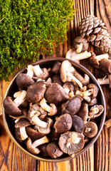 Mushrooms Tricholoma, edible mushroom in the autumn forest.