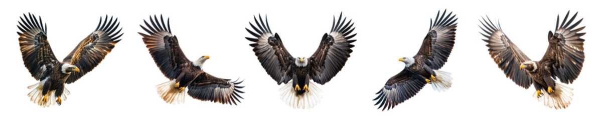 Set Bald Eagles Majestic Flight