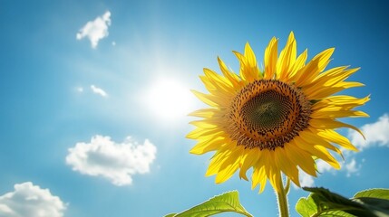 A bright sunflower glows in sunshine, contrasting with a clear blue sky and fluffy clouds.