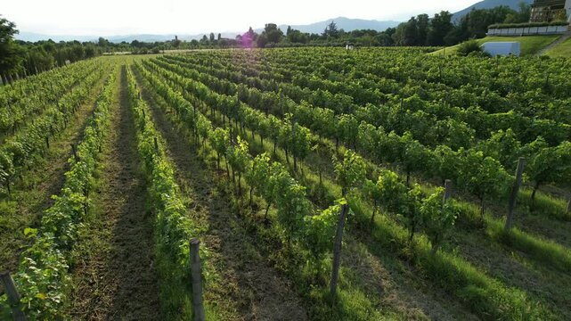 A drone capturing stunning views of the vineyards in Napareuli, northeastern Georgia