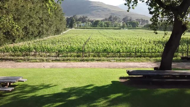 Vineyard in South Africa