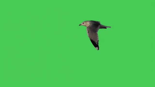 flying seagull on green screen slow motion