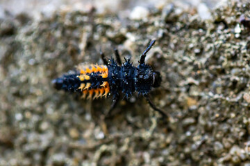 Marienkäfer Larve