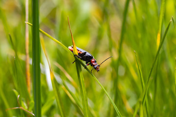 Weichkäfer - Cantharidae