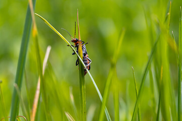 Weichkäfer - Cantharidae