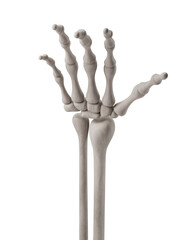 Detailed 3D rendering of human hand bones, realistic style. Isolated on white background. Concept of medical anatomy study