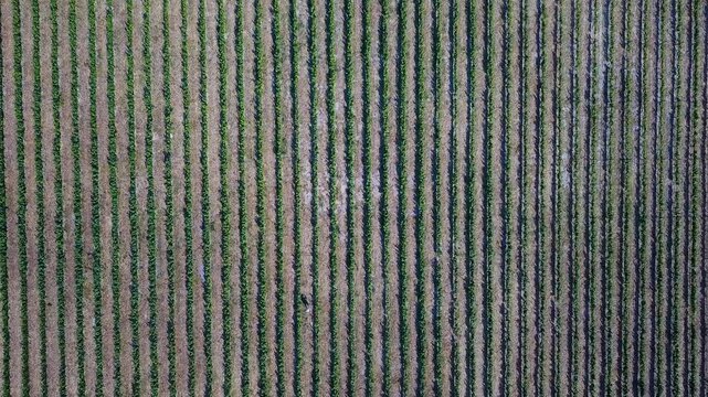 Vineyard in South Africa