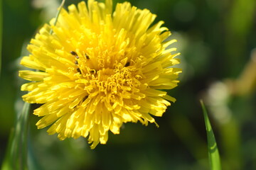 yellow dandelion flower