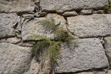 Pteris vittata, the Chinese brake, Chinese ladder brake, or simply ladder brake, is a fern species...