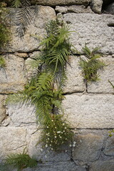 Pteris vittata, the Chinese brake, Chinese ladder brake, or simply ladder brake, is a fern species...