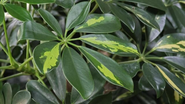 The Schefflera plant with beautiful yellowish green leaves.
