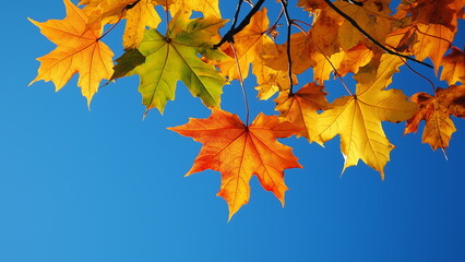 Obraz premium Maple leaves against a clear blue sky