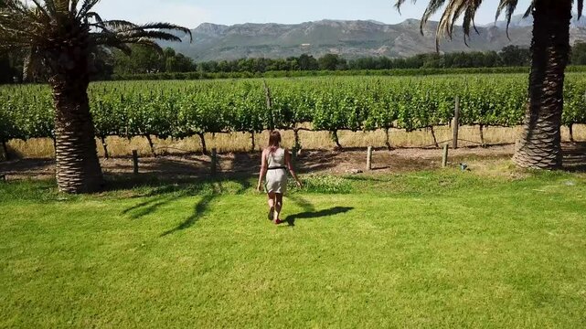 Vineyard in South Africa