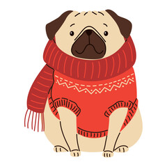 Flat vector illustration in children's style. Cute pug in a warm sweater. Christmas illustration. Vector illustration