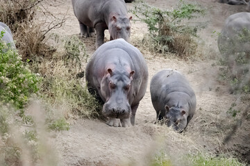 Cape hippopotamus or South African hippopotamus family in Kruger National Park, South Africa. The Hippo is a semi aquatic mammal and most dangerous mammal in Africa. © Anupam