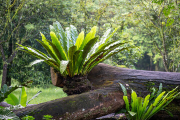 This vibrant collection showcases the rich biodiversity of tropical landscapes. Immerse yourself in...