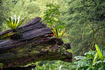 This vibrant collection showcases the rich biodiversity of tropical landscapes. Immerse yourself in...