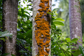 This vibrant collection showcases the rich biodiversity of tropical landscapes. Immerse yourself in...