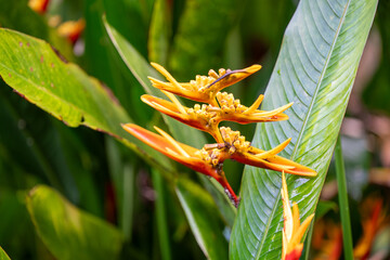 This vibrant collection showcases the rich biodiversity of tropical landscapes. Immerse yourself in...