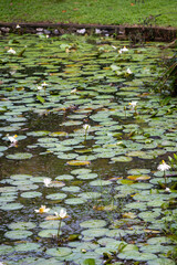 This vibrant collection showcases the rich biodiversity of tropical landscapes. Immerse yourself in the lush greenery, from towering trees and serene ponds dotted with lily pads to exotic foliage.