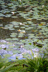 This vibrant collection showcases the rich biodiversity of tropical landscapes. Immerse yourself in the lush greenery, from towering trees and serene ponds dotted with lily pads to exotic foliage.