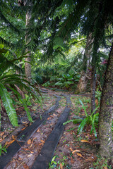 Fototapeta premium This vibrant collection showcases the rich biodiversity of tropical landscapes. Immerse yourself in the lush greenery, from towering trees and serene ponds dotted with lily pads to exotic foliage.