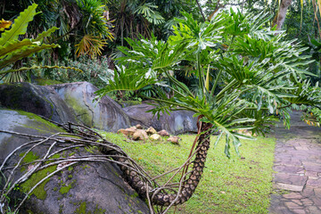 This vibrant collection showcases the rich biodiversity of tropical landscapes. Immerse yourself in the lush greenery, from towering trees and serene ponds dotted with lily pads to exotic foliage.