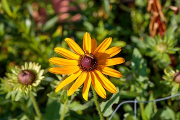 close up of a Black-eyed Susan blooming in the back garden