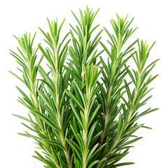 Obraz premium grass isolated on white backgroundplant, leaf, isolated, rosemary, herb, nature, grass, branch, food, white, spice, fresh, herbal, ingredient, bamboo, tree, twig, leaves, dill, vegetable, summer, clos