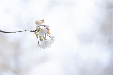 桜の枝先