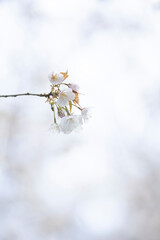 桜の枝先