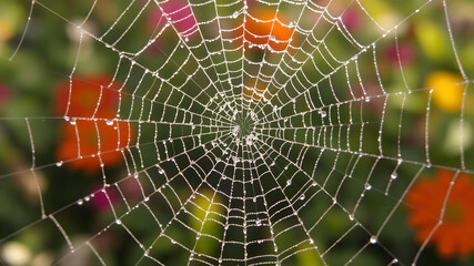 Close-Up of a Dewy Spider Web in Nature