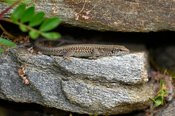 Ägäische Mauereidechse // Erhard’s Wall Lizard (Podarcis erhardii naxensis) - Kykladen-Insel Ios, Griechenland