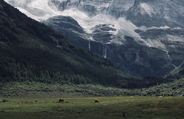 snow mountain in tibet