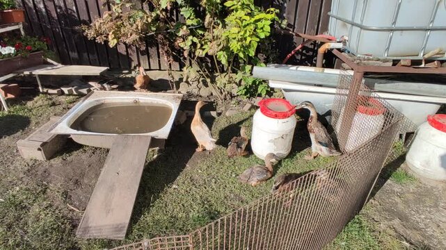 Indian runner duck.