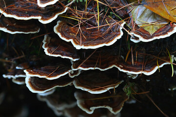 Turkey Tail mushrooms growing on a dead tree trunk, Hamsterley forest, Counry Durham, England, UK.