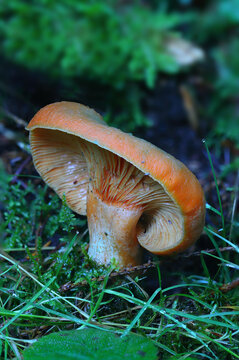 Milkcap Mushroom growing in a Pine forest, County Durham, England, UK.