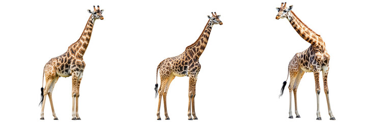 Naklejka premium Set of tall giraffes standing gracefully isolated on white background