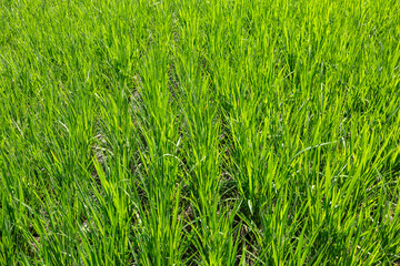 Rice field in the morning. Grass background. Rice field background