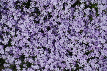 Backdrop - numerous violet flowers of phlox subulata in mid May